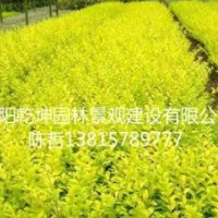 小葉女貞球，金葉女貞球，大葉黃楊球,龍柏球