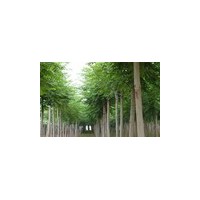 河北保定2-3-4-5-8-10-12公分紅葉臭椿價格