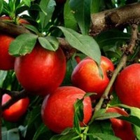 直銷當(dāng)年結(jié)果桃樹(shù)苗 嫁接桃樹(shù)苗 五月紅水蜜桃苗廠家長(zhǎng)期出售