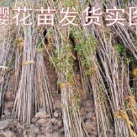 本苗木基地常年供應(yīng)2——10公分櫻花 規(guī)格齊全質(zhì)優(yōu)價廉