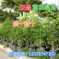 供應樹苗 果苗 黃花梨苗2到3公分粗 按樹苗15到25公分高