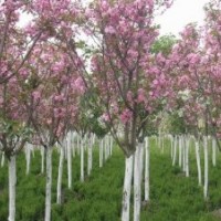 5公分西府海棠價(jià)格 長(zhǎng)期供應(yīng)西府海棠樹(shù)苗 行道樹(shù)優(yōu)質(zhì)風(fēng)景綠化苗