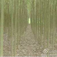 河北保定 出售速生柳10萬棵
