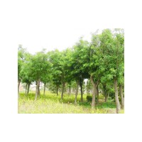 山東速生楊