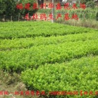 毛杜鵑