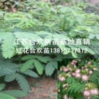 美麗的絨花樹(shù)開(kāi)花了一年生絨花樹(shù)苗批發(fā)