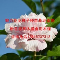 中國(guó)最美的木槿花粉色木槿批發(fā)粉木槿樹(shù)苗