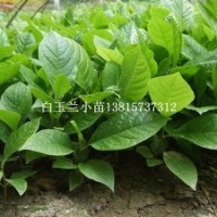 沭陽(yáng)木蘭花小苗價(jià)格辛夷苗嫁接紫玉蘭的砧木