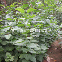 江蘇紫丁香小苗價(jià)格耐寒華北紫丁香苗