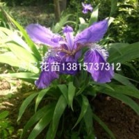 耐陰花卉鳶尾苗紫藍色鳶尾花苗基地直銷