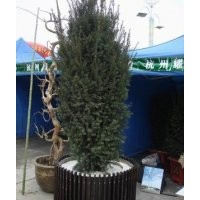 曼地亞紅豆杉