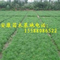 急甩黑松小苗 油松小苗 側(cè)柏苗 樟子松苗