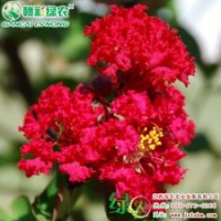 正宗美國大紅紫薇紅火箭紫薇價(jià)格 火紅紫薇小苗供應(yīng)包成活