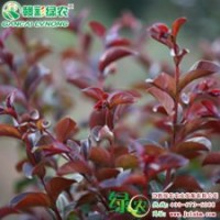 紅葉紅花紫薇 紅花紫薇新品種 美國暢銷紫薇品種