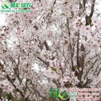 染井吉野櫻 高檔櫻花小苗供應包成活 染井吉野櫻基地|江西綠農(nóng)