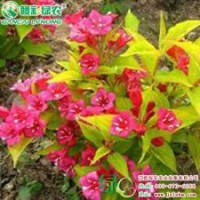 金葉錦帶 彩葉樹小苗供應(yīng)包成活 金葉錦帶小苗報(bào)價(jià)
