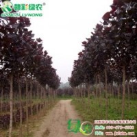 “四季紅”楊 彩葉楊小苗 觀賞價值極高|江西綠農(nóng)發(fā)展有限公司