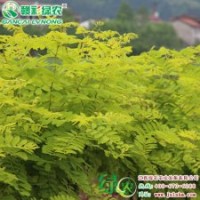 金葉刺槐圖片 金葉刺槐小苗報價 金葉刺槐信息|江西綠農(nóng)發(fā)展有限