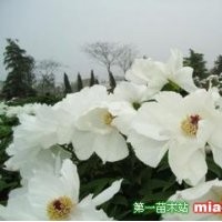 牡丹花