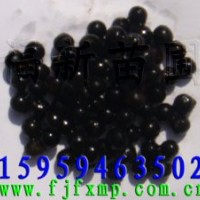 檫木苗 檫樹苗