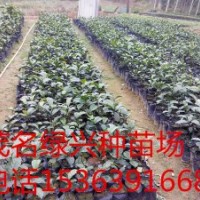 大量供應(yīng)紅桂木苗(胭脂苗、狗果樹苗、狗卵子樹苗、將軍樹苗)