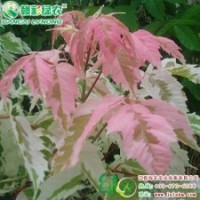 粉葉復(fù)葉槭 紅楓小苗供應(yīng)批發(fā)零售|江西綠農(nóng)發(fā)展有限公司