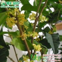 金滿堂桂 金色滿堂華庭香 灌木 金滿堂桂 正宗桂花樹苗供應(yīng)批發(fā)零