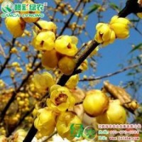 素心臘梅 少見的黃色花瓣 好看的梅花 樹形優(yōu)美 素心臘梅小苗供應(yīng)