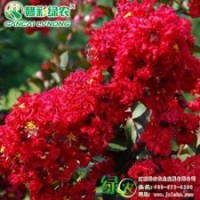紅火箭紫薇