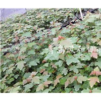 供應(yīng)紅點(diǎn)紅楓小苗