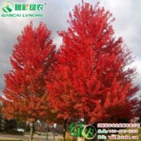 美國(guó)改良紅楓 秋火焰 紅楓小苗供應(yīng)批發(fā)零售|江西綠農(nóng)