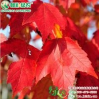 美國(guó)改良紅楓 十月光輝 紅楓小苗供應(yīng)批發(fā)零售|江西綠農(nóng)
