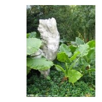 海芋，海芋種苗供應(yīng)，供應(yīng)滴水觀音