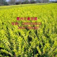 天豪苗圃供應(yīng)40-60公分金葉女真 黃楊 小檗 衛(wèi)矛