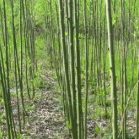 竹柳最新價格