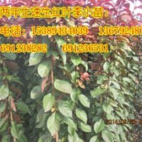 速生紅葉李、陜西紅葉李小苗、優(yōu)質(zhì)紅葉李樹苗