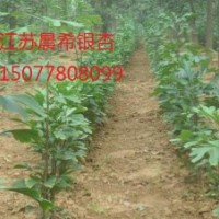 銀杏苗價(jià)格