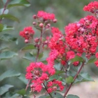 大紅紫薇苗/紅火箭紫薇苗/紅葉紫薇苗/紅火球紫薇苗