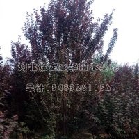 紅葉李哪家好