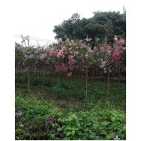 江西1-2公分小苗紫薇，桂花，雞爪槭