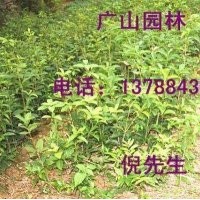 大量供應(yīng)桂花苗、美國(guó)紅楓、銀杏等