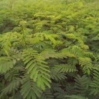 批發(fā)合歡小苗、一年生合歡小苗價格、合歡價格