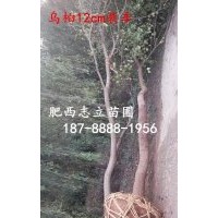 安徽 烏桕小苗500萬棵供應(yīng)商