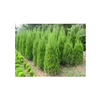 供應(yīng)署儈1-1.5米署儈2-2.5米署儈3-3.5米署儈價(jià)格