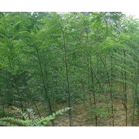 出售速生國槐小苗、大量低價(jià)出售速生國槐小苗