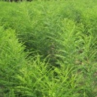 最新國槐種苗—1-3年根生嫁接雙季槐米 供應雙季槐米種樹