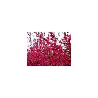 優(yōu)質(zhì)紅葉碧桃 紅葉碧桃小苗 紅葉碧桃樹苗價(jià)格