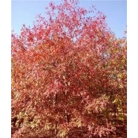 歐洲紅櫟種植要點(diǎn)