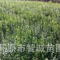 大量供應水蠟小苗