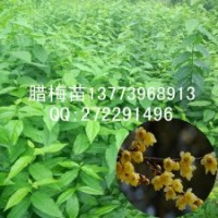 一年生臘梅苗最新報價全國包活